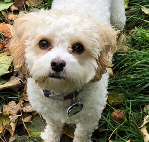 dog walker in stafford