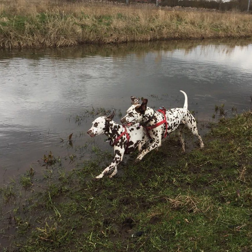 Dog Walker in Eccleshall