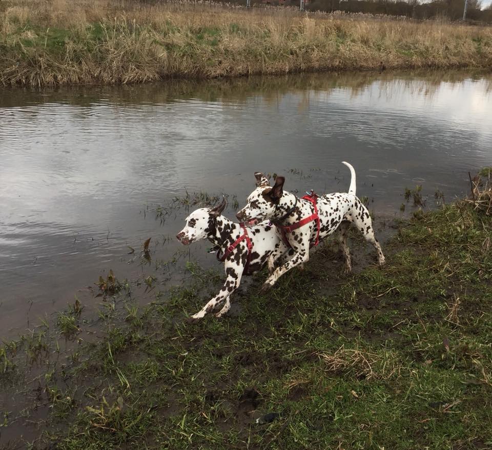 Dog Walker in Eccleshall