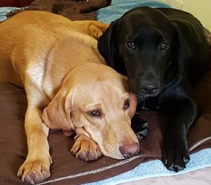 home boarding for dogs in Stafford