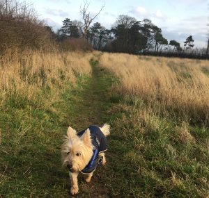 Trusted Dog Walker in Wrea Green