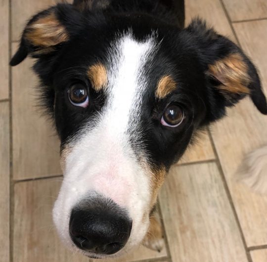 home boarding for dogs in stafford
