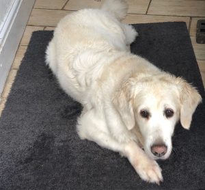home boarding for dogs in Stafford
