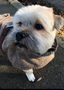 Doggy Day Care in the Cotswolds