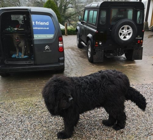 Dog Walker in The New Forest