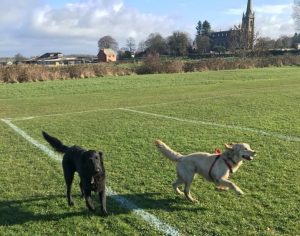 Professional dog walker in Freckelton
