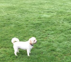 Professional dog walker in Freckelton2