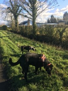 Professional dog walker in Freckleton