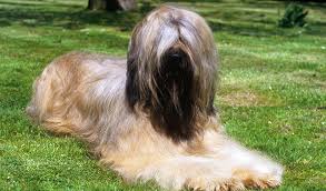 MEET THE BREED: THE BRIARD My Best Friend Dog Care