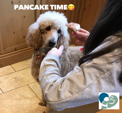 Dog Friendly Pancake Recipe
