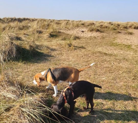 Fylde Dog Walker