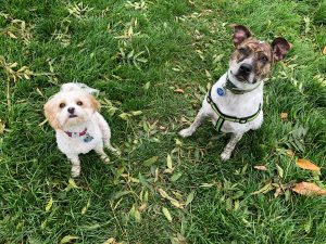 Reliable Stafford Dog Walker