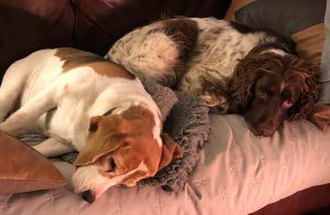 Stafford Home from home dog boarding