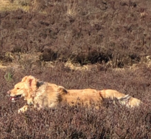 Trusted Stafford Dog Walker