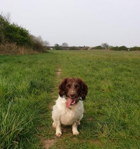 Fairhaven Lake Dog Walk