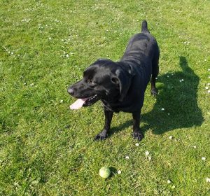 Freckelton Dog Walking Service