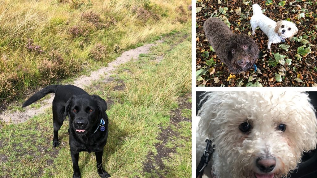 Reliable Stafford Dog Walker 1.jpeg