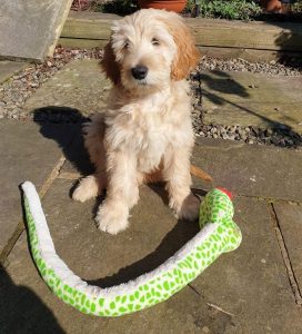 freckleton dog walker