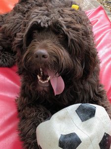 Dog Home Boarding Stafford