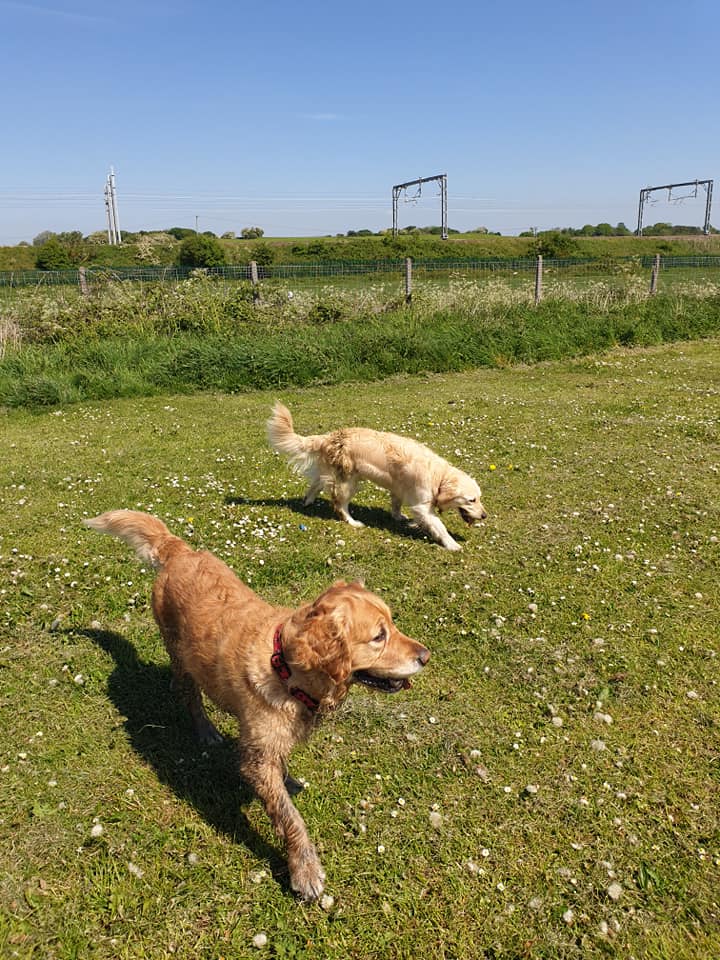 Dog Walking in Fylde
