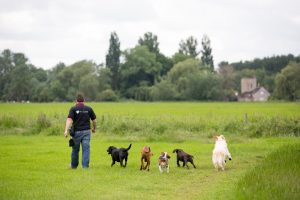 Professional Chester Dog Walker