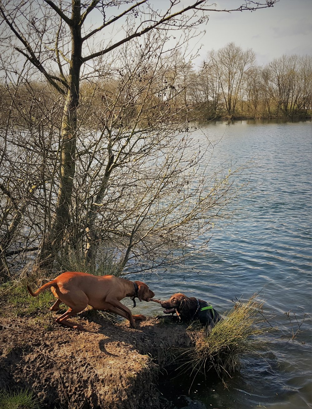 dog walking service in Chester