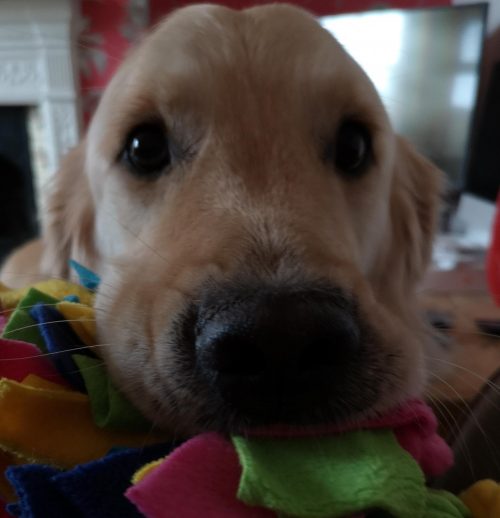 Dog Day Care in Ringwood