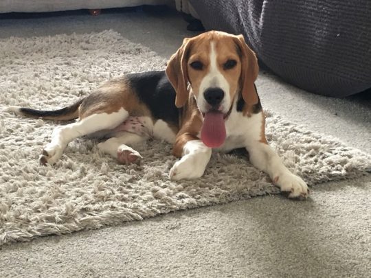 Pet Sitting Service in Chester