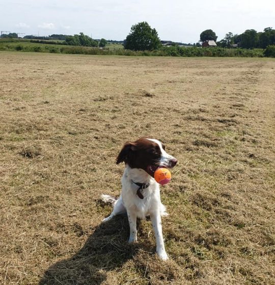 dog walking service in Fylde