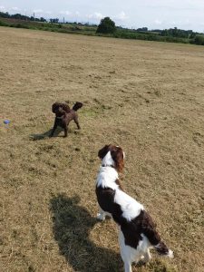 professional dog walking service in Fylde
