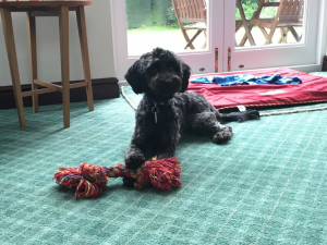 Best Dog Boarding in Chester
