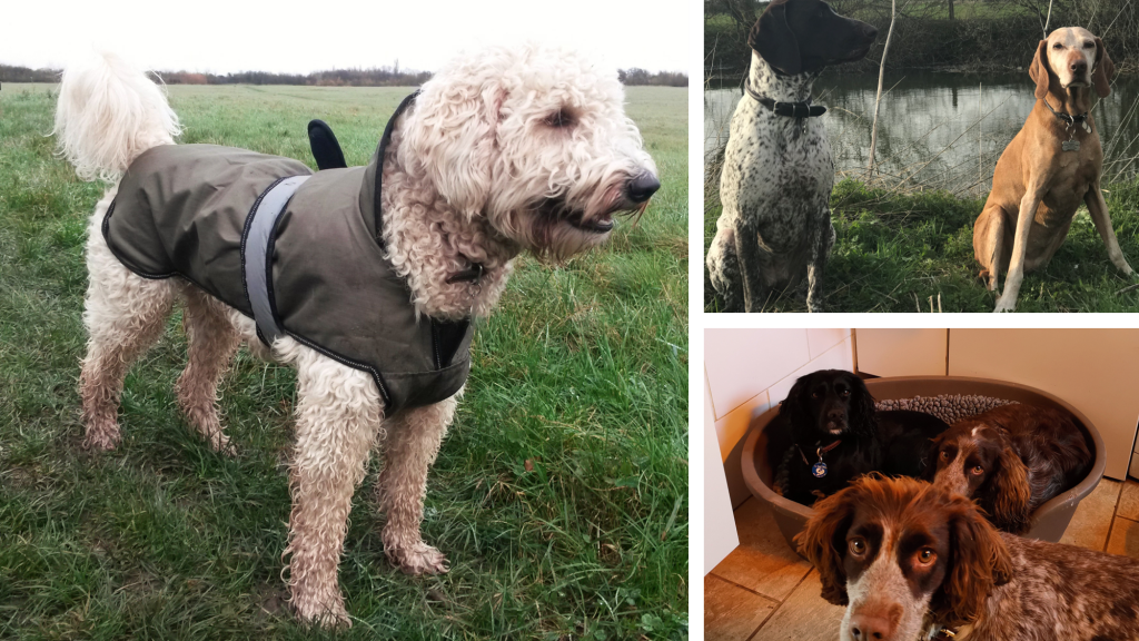 Best dog walking service in Bampton