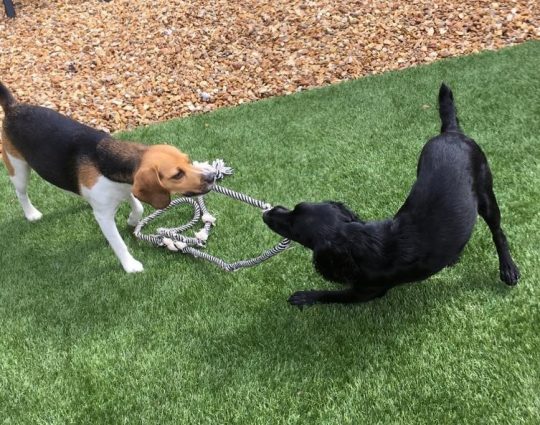 Dog Home Boarding in Freckleton