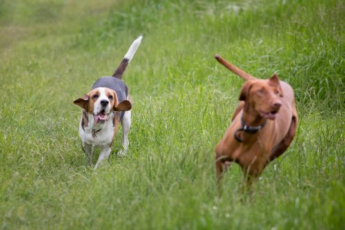 Dog Walker in Carterton