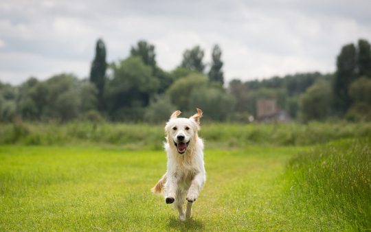 Dog Walker in Handbridge