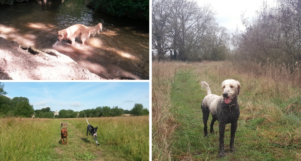 Professional Dog Walker in Carterton
