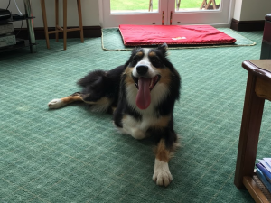Trusted Dog Boarding in Chester