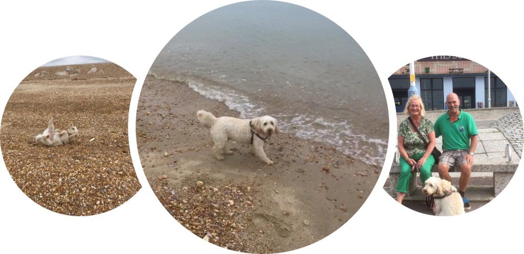 Insured Dog Boarding in the Cotswolds