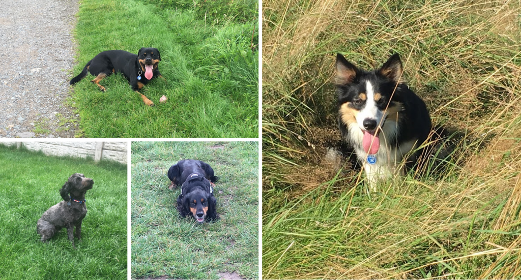 Pet Sitter in Hoole