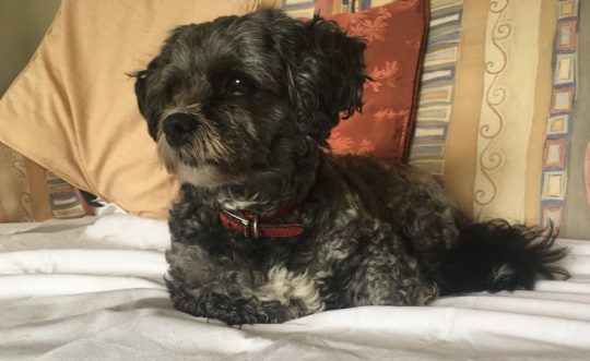 Pet Sitting in Hoole