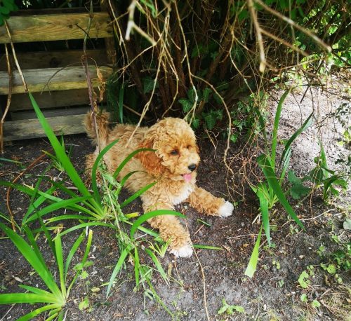 Puppy Love in Ringwood