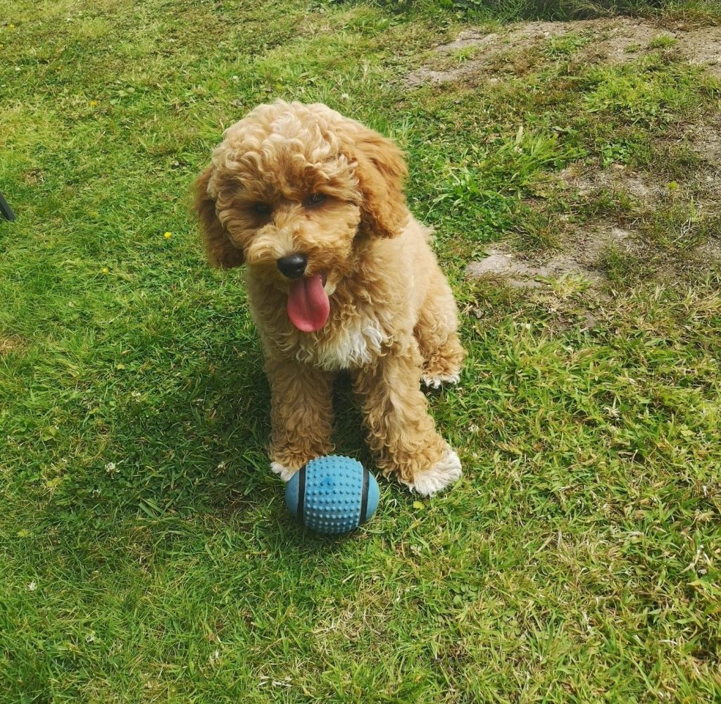 Puppy love in the New Forest