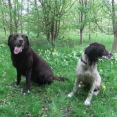My Best Friend Dog Care Burntwood