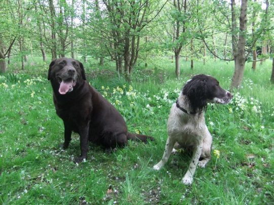 My Best Friend Dog Care Burntwood