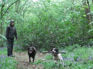 Gentleshaw Common Circular Dog Walk