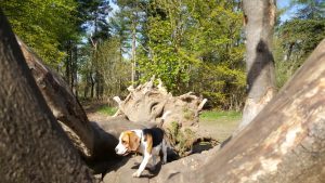 professional dog walker in chigwell