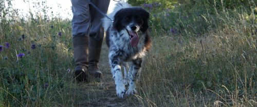 Professional Dog Walking Service in Handbridge
