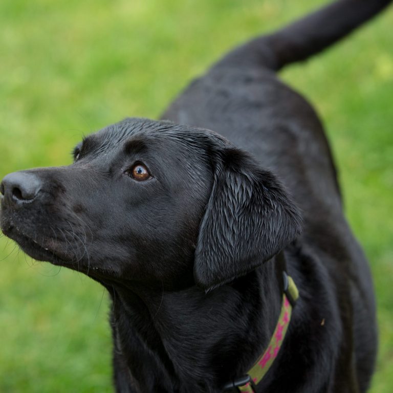 The Labrador Retriever Meet The Breed My Best Friend Dog Care