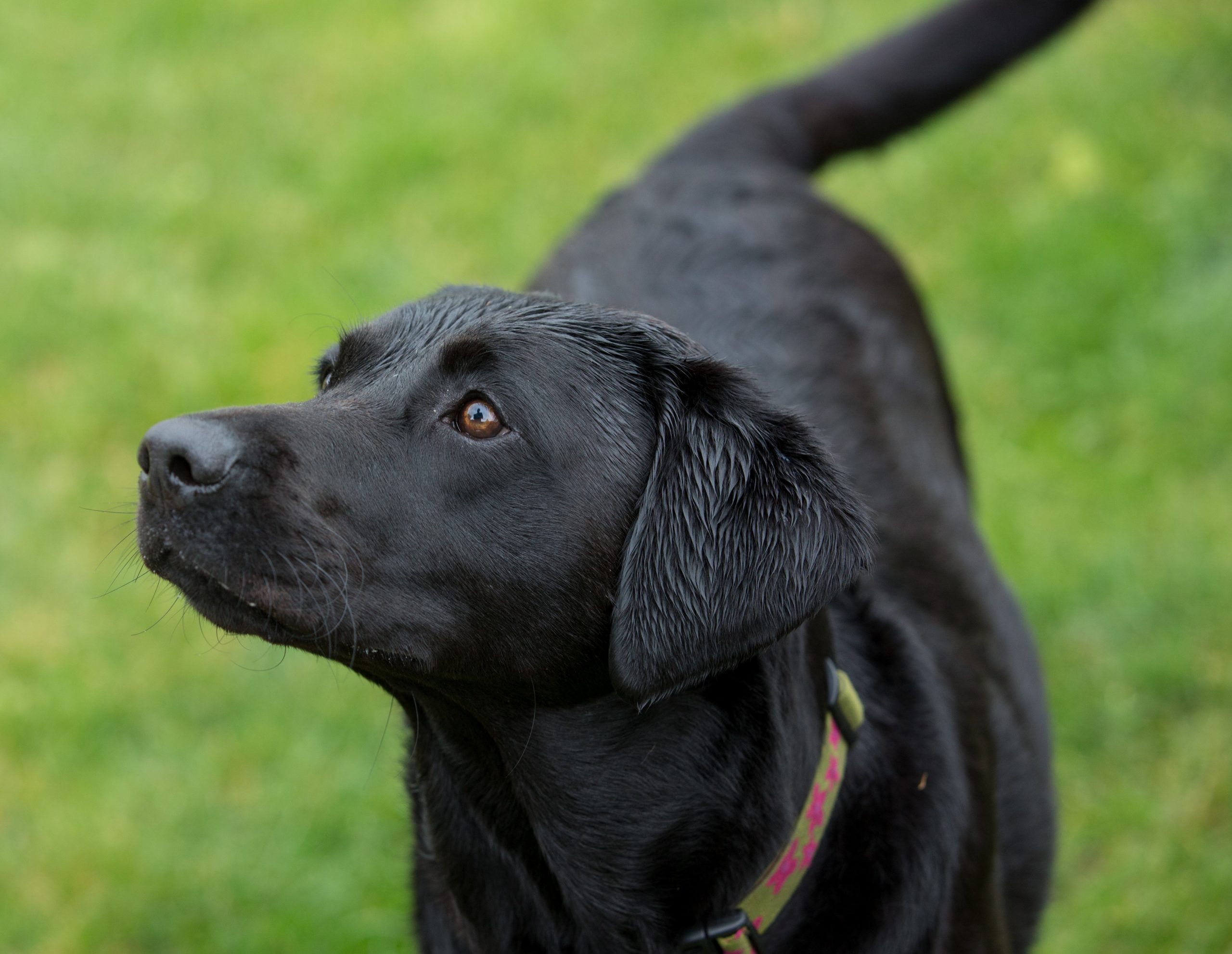 The Labrador  Retriever  Meet The Breed My Best Friend 