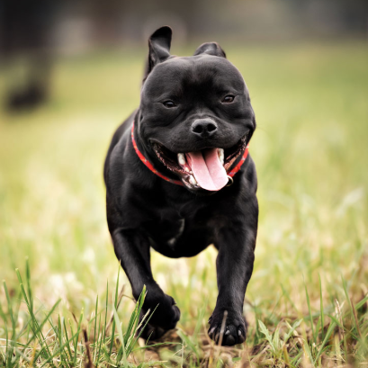 The Staffordshire Bull Terrier The Staffordshire Bull Terrier